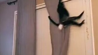 Когда в квартире живёт обезьяна - смотреть видео (0:15)