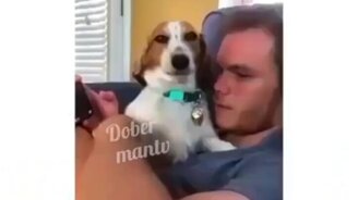 Задорные собаки и милые кошки - смотреть видео (9:13)