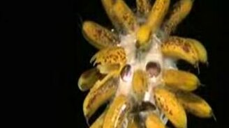 Банановая голова - смотреть видео (2:46)