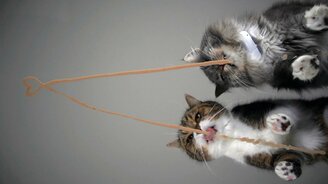 Кошачий путь к сердцу - смотреть видео (0:15)