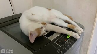 Кот на вибрирующей стиралке - смотреть видео (0:44)