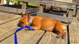 Бабочка на носу бульдога - смотреть видео (0:15)