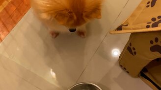 Как разозлить свою собаку - смотреть видео (0:38)