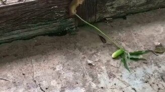 Обезьяна добывает огурец - смотреть видео (0:17)