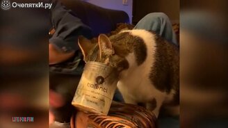 Безумие с питомцами - смотреть видео (7:48)