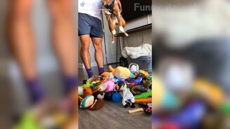 Кошки и собаки в весёлых ситуациях - смотреть видео (11:54)