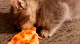 Коты, собаки и другие весёлые питомцы - смотреть видео (8:43)