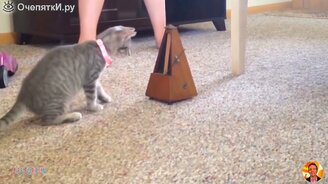 Кошки атакуют и смешат - смотреть видео (7:51)