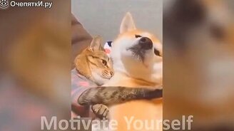 Приколы с животными кошачьего семейства - смотреть видео (10:43)
