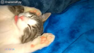 Забавные коты и милые кошки в приколах - смотреть видео (7:51)