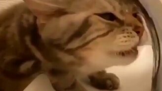 Разные забавные и симпатичные питомцы - смотреть видео (9:24)