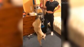 Коты и псы в забавных ситуациях - смотреть видео (13:24)