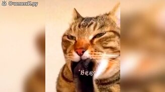 Кошки и иные животные в смешных видео - смотреть видео (9:35)