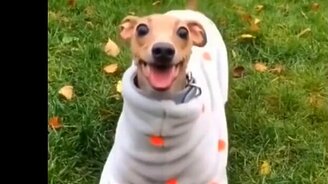 Самые весёленькие животные - смотреть видео (9:09)