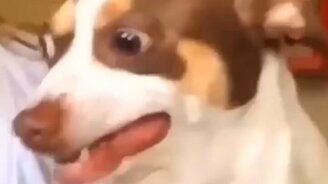 Самые угарные животные - смотреть видео (9:09)