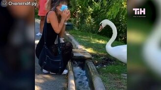 Непростые столкновения с животными и птицами - смотреть видео (3:00)