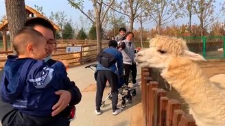 Самые забавные свои питомцы и чужие животные - смотреть видео (9:08)