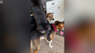 Питомцы, которые заставят улыбнуться - смотреть видео (5:54)