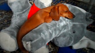 Такса победила слона - смотреть видео (0:44)