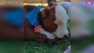 Уникальные смешные моменты из интернета - смотреть видео (13:22)