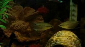 Рыбки целуются - смотреть видео (0:32)