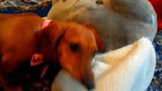 Такса Бася и слон - смотреть видео (1:08)