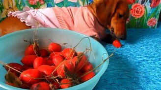 Красный огурец и Бася - смотреть видео (2:54)