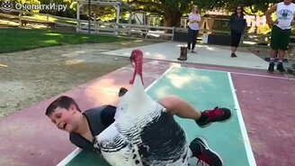 Люди против индеек и других птиц - смотреть видео (2:58)