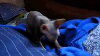 Кошка и плед - смотреть видео (0:59)