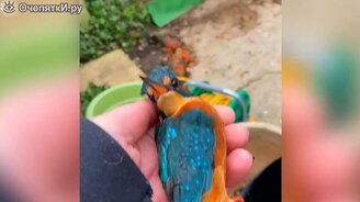 Женщина выпускает зимородка с кухни - смотреть видео (4:26)