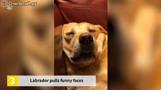 Топ-40 чудесных и смешных видео - смотреть видео (20:00)