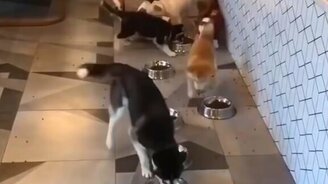 Забавные и эмоциональные питомцы - смотреть видео (9:06)