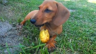 Лучший десерт для Баси - смотреть видео (0:45)