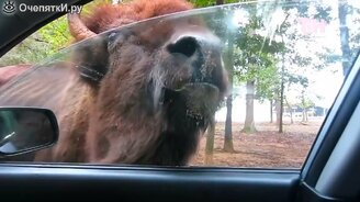 Звёзды из мира животных - смотреть видео (3:08)