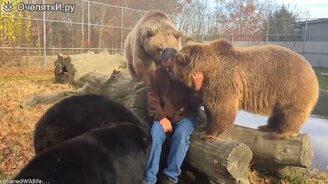 Медведи соскучились по хозяину - смотреть видео (1:16)
