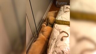 Весёлые реакции животных - смотреть видео (14:05)