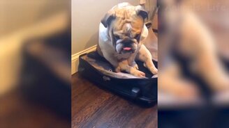 Смеёмся над реакцией питомцев - смотреть видео (12:25)