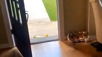 Самые весёлые питомцы - 2020 - смотреть видео (9:05)