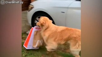 16 самых смешных собак 2020 года - смотреть видео (3:20)