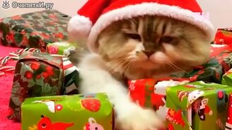 Итоговые весёлые видео 2020 года - смотреть видео (3:04)