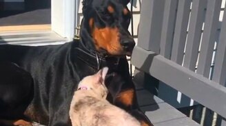 Подвижные кошки, добрые собаки и другие питомцы - смотреть видео (6:48)