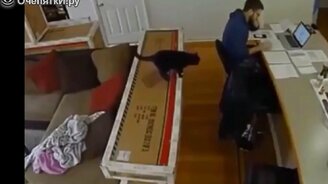 Животные в приколах с подписями - смотреть видео (9:46)