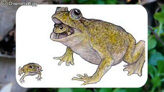 Существа, о которых мы не знали - смотреть видео (9:36)