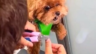 Самые трогательные питомцы из когда-либо увиденных - 2020 - смотреть видео (9:12)