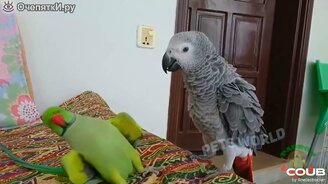 Коты и другие питомцы нас смешат до слёз - смотреть видео (9:25)