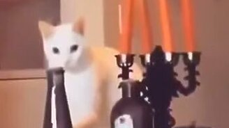 Самые интересные котейки - смотреть видео (3:27)