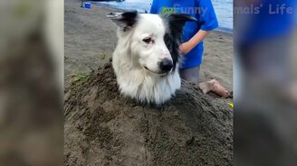 Приколы с любознательными животными - смотреть видео (25:57)