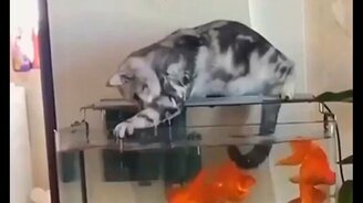 Свежие приколы с питомцами 2021 года - смотреть видео (4:52)