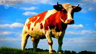 Несколько невероятных истин в подборке - смотреть видео (4:47)