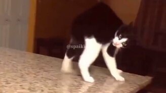 Топ видео с участием смешных питомцев - смотреть видео (9:15)